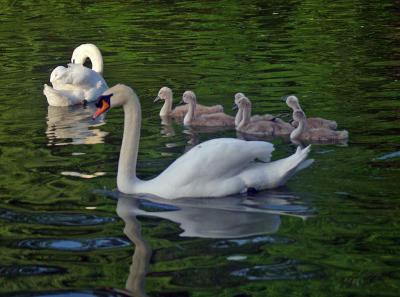 Прикрепленное изображение: 803.jpg